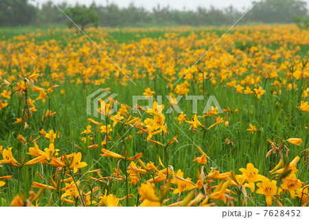 青森　つがる市　ベンセ湿原 7628452