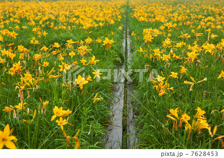 青森 つがる市 ベンセ湿原 青森 つがる市 ベンセ湿原 7628453