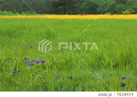 青森　つがる市　ベンセ湿原 7628454