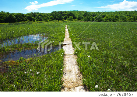 青森　青森市　田代平湿原 7628457