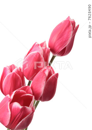 Tulips 7628490