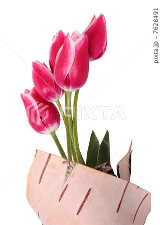 Tulips Tulips 7628491