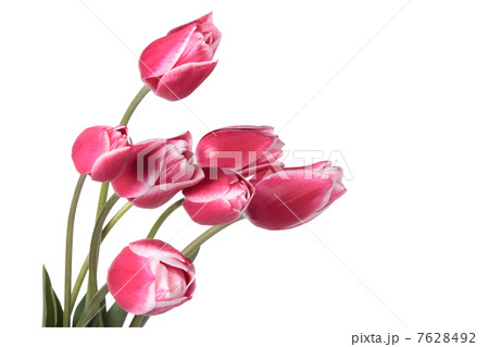 Tulips Tulips 7628492