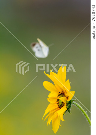 ヒマワリに飛んでくる モンシロチョウ 蝶の写真素材 ヒマワリに飛んでくる モンシロチョウ 蝶の写真素材 7628743