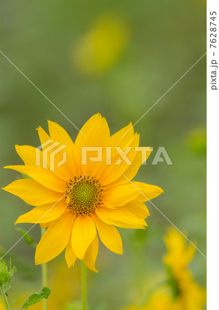 ミニヒマワリ　花の写真素材 7628745