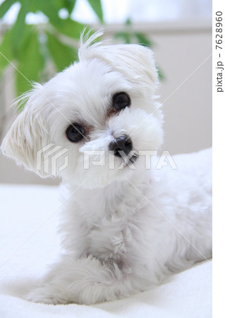 首をかしげる犬 7628960