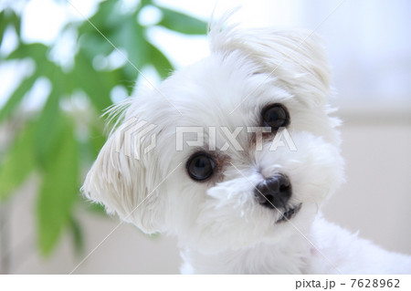 首をかしげる犬の写真素材