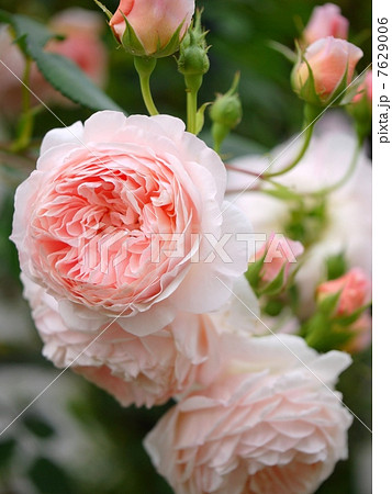 やわらかく儚げな花姿 (縦画像) やわらかく儚げな花姿 (縦画像) 7629006