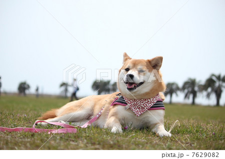柴犬と夏の草原(上部文字スペースあり) 柴犬と夏の草原(上部文字スペースあり) 7629082
