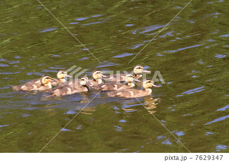 遊泳するカルガモの赤ちゃん 7629347