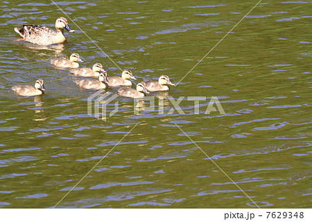 遊泳するカルガモの親子 7629348