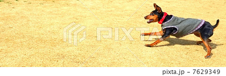 反復横跳びの犬 7629349