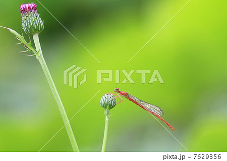 ベニイトトンボ 7629356