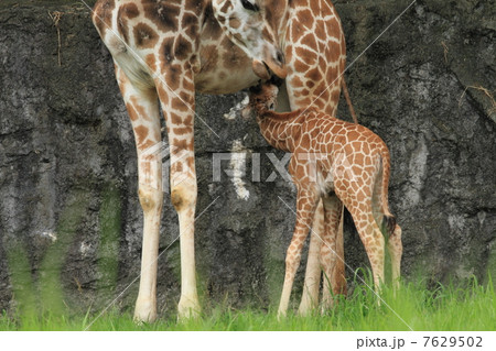 キリンの赤ちゃんの貴重な授乳シーン 7629502