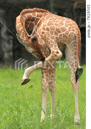 生後一ヶ月のキリンの赤ちゃん 7629505