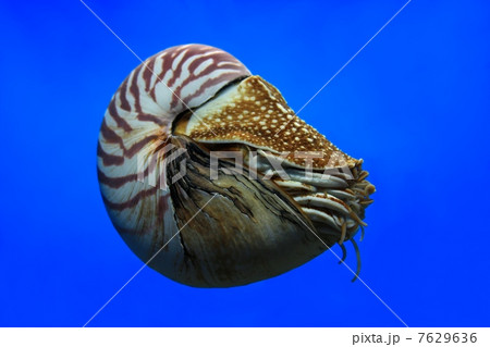 オウムガイ オウムガイ 7629636