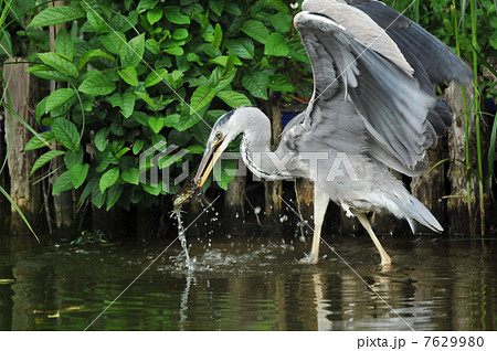 アオサギの食事 7629980
