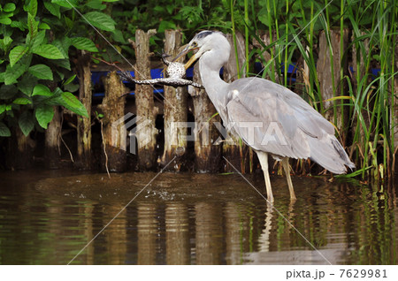 アオサギの食事 7629981