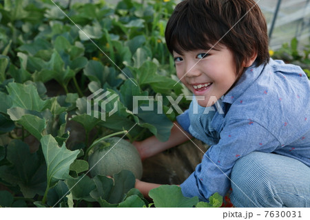 メロン畑と男の子 メロン畑と男の子 7630031