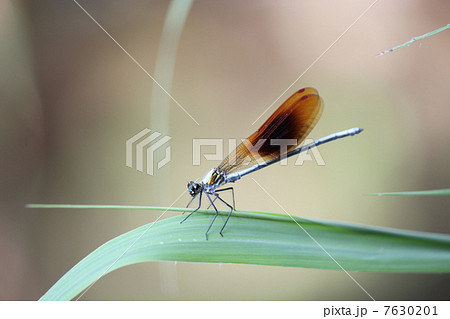 ニホンカワトンボ 7630201