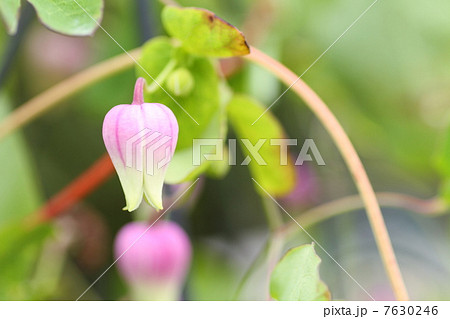 クレマチスの花 クレマチスの花 7630246