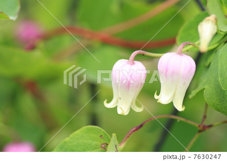 クレマチスの花 7630247