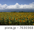 ひまわり 7630368