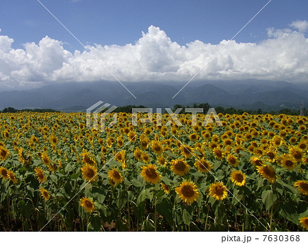 ひまわり 7630368