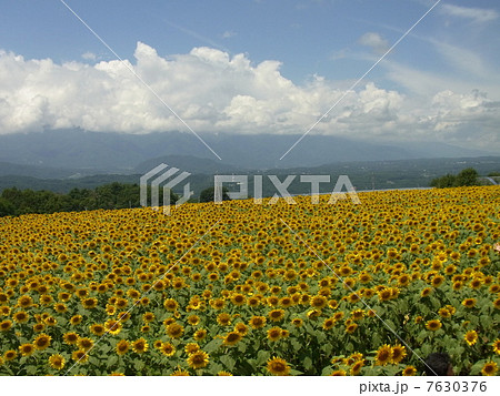 ひまわり 7630376