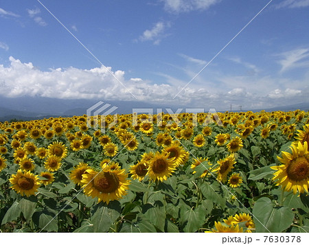 ひまわり 7630378