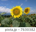 ひまわり 7630382
