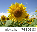 ひまわり 7630383