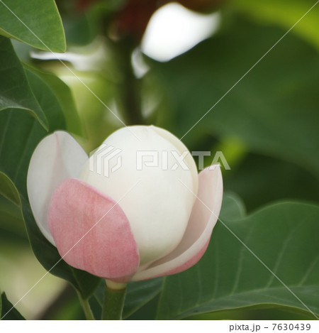 受け咲き大山蓮華 7630439