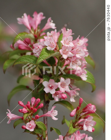 タニウツギ 7630440