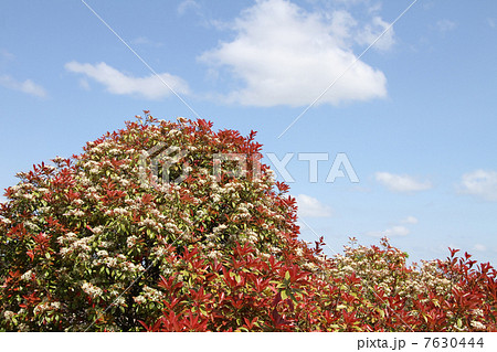 ベニカナメモチ ベニカナメモチ 7630444