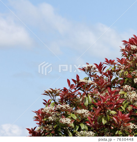 ベニカナメモチ ベニカナメモチ 7630448