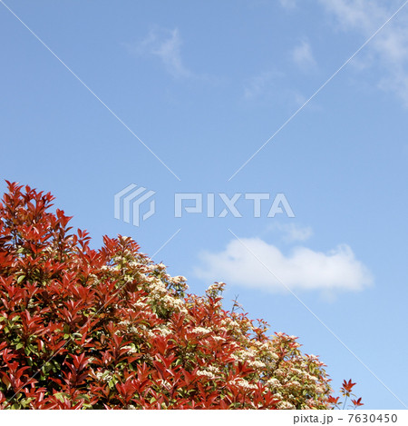 ベニカナメモチ ベニカナメモチ 7630450