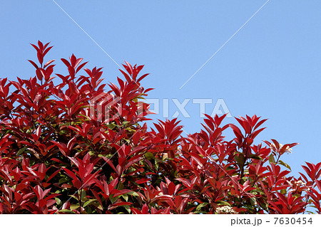 ベニカナメモチ ベニカナメモチ 7630454