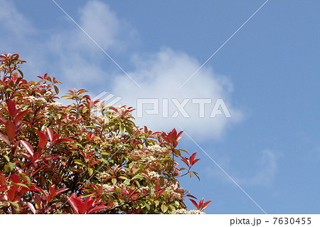 ベニカナメモチ ベニカナメモチ 7630455