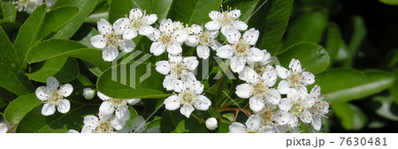 ピラカンサ 7630481