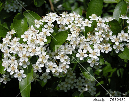 ピラカンサ 7630482