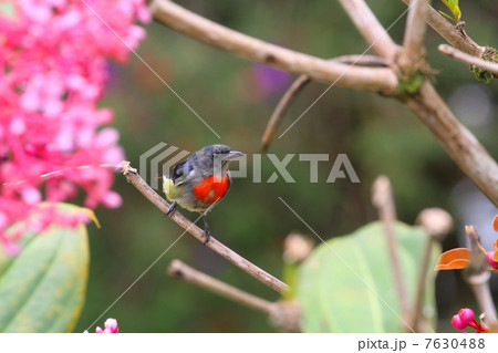 Bornean Flowerpecker （ボルネオノドアカハナドリ）♂ 7630488