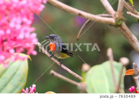 Bornean Flowerpecker （ボルネオノドアカハナドリ）♂ 7630489