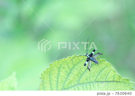 ラミーカミキリ 7630640