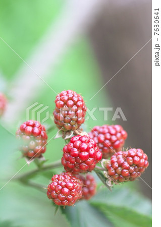 ブラックベリー 7630641