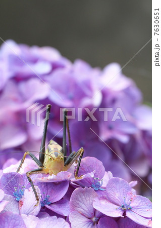 黒化型のヤブキリ 黒化型のヤブキリ 7630651