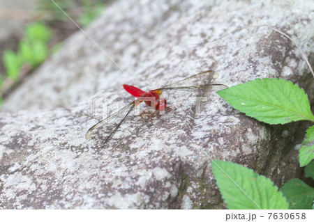 ショウジョウトンボ 7630658