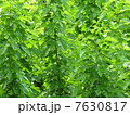 桑の葉 7630817