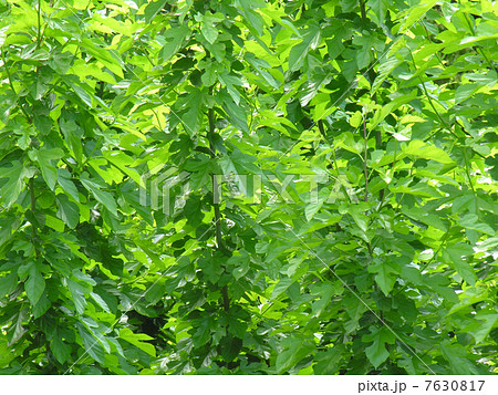 桑の葉 7630817