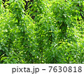 桑の葉 7630818